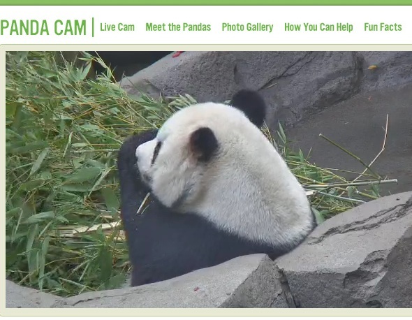 5 zgodnih web stranica koje idu na virtualnu avanturu panda cam