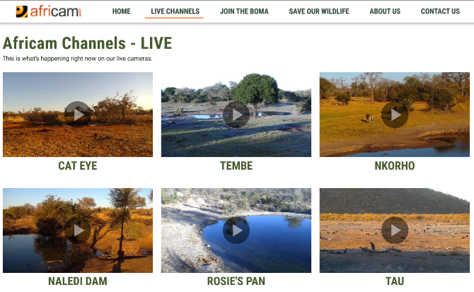 Africam emitira osam web-kamera uživo iz različitih safarija za divlje životinje u Južnoj Africi