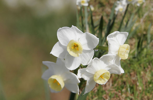 cvjetovi-DOF-usporedba