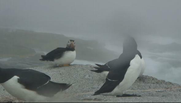 Ustream-puffins