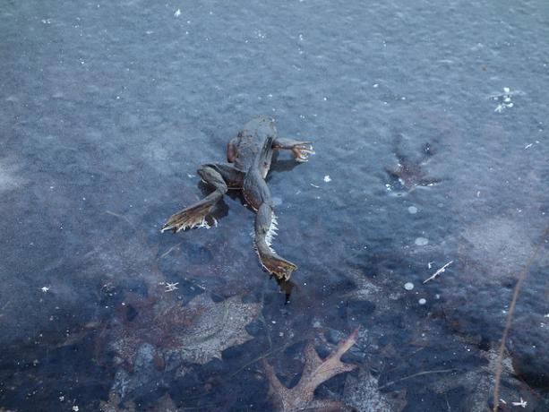 frozenfrog